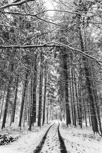Blanco invierno paisaje bosque y campos campo — Foto de Stock