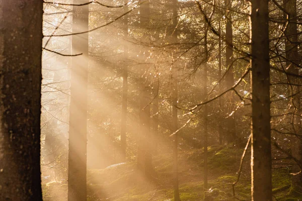 마법의 깊은 안개 가을 숲입니다. 공원. 아름다운 장면 안개 낀 올 — 스톡 사진