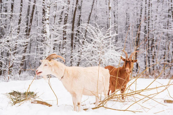 Weiße Winterlandschaft Wald und Felder Landschaft Ziegen in sn — Stockfoto