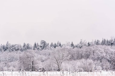 White winter landscape forest and fields countryside