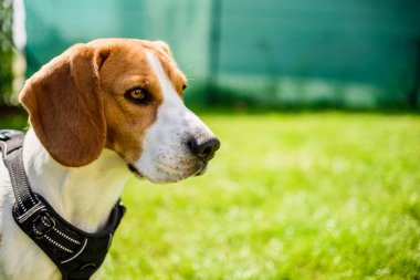 Park bahçede açık havada bir çim üzerinde Beagle köpek