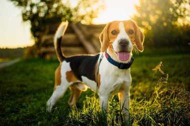 Köpek portresi arka aydınlatmalı arka plan. Gras dil ile Beagle