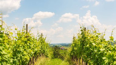 Sulztal, Styria / Avusturya - 2 Haziran 2018: Üzüm Bağları Sulztal Leibn