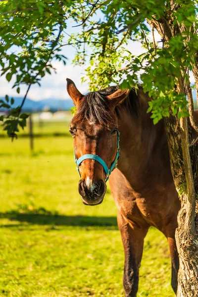 Beau pâturage de chevaux en vert luxuriant pâturage ensoleillé en plein air su — Photo