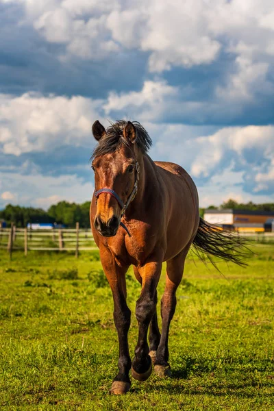 Beau pâturage de chevaux en vert luxuriant pâturage ensoleillé en plein air su — Photo