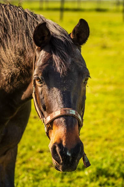 Magnifique portrait de cheval brun au soleil d'été en plein air. Bac vert — Photo