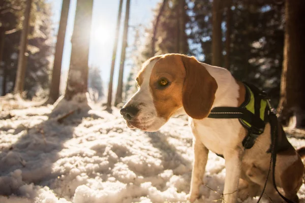 Beagle perro en el bosque nevado sol de invierno llamarada . — Foto de Stock