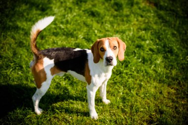 Park bahçede açık havada bir çim üzerinde Beagle köpek