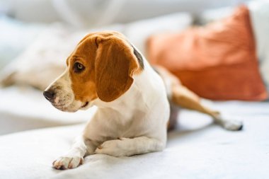 Beagle köpek oturma odasında bir kanepe üzerinde dinleniyor