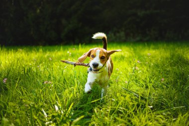 Köpek bir stic alma açık havada yeşil bir çim kamera doğru koşmak
