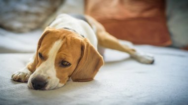 Beagle köpek oturma odasında bir kanepe üzerinde dinleniyor