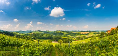 Sulztal, Styria / Avusturya - 2 Haziran 2018: Bağlar panorama Sulz