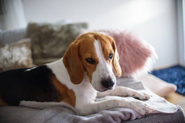 Oturma odasında kanepede yatan safkan beagle köpek