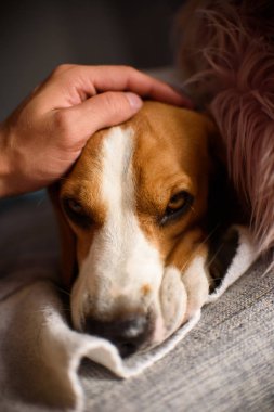 Oturma odasında kanepede yatan safkan beagle köpek