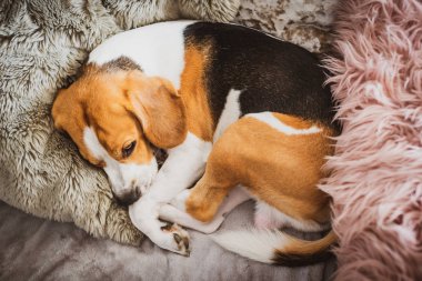 Evde bir kanepe beagle köpek üzerinde uyuyan köpek kapalı