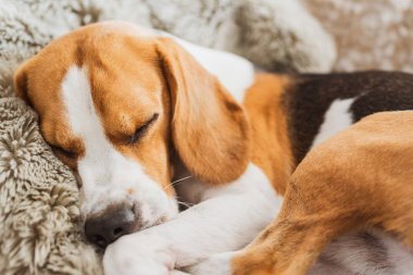 Evde bir kanepe beagle köpek üzerinde uyuyan köpek kapalı