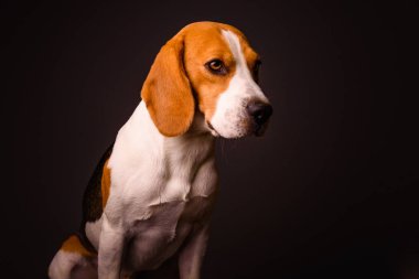 Boyama gibi siyah bir arka plan izole stüdyo closeup detay Beagle köpek portresi