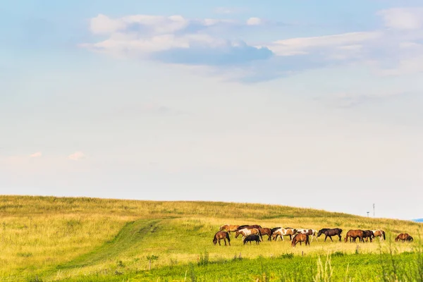 En häst i ett fält landskap — Stockfoto