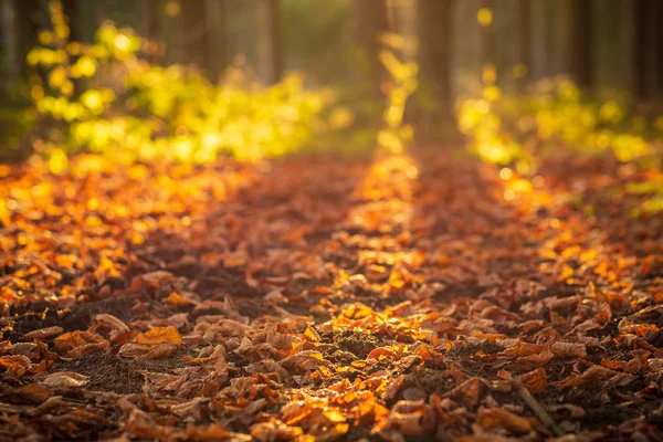 Hojas de otoño en el fondo del bosque — Foto de Stock