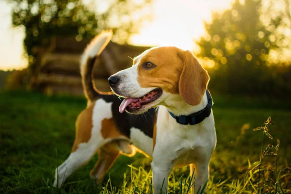 Köpek portresi arka aydınlatmalı arka plan. Gras dil ile Beagle