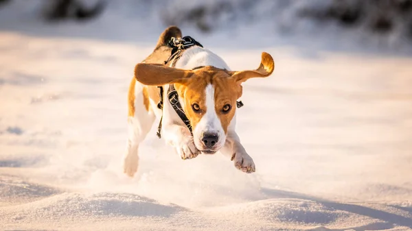 雪に覆われた野原を走るビーグル犬。冬の夕焼け — ストック写真