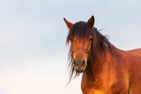 Portrait d'un cheval debout dos au soleil au coucher du soleil — Photo