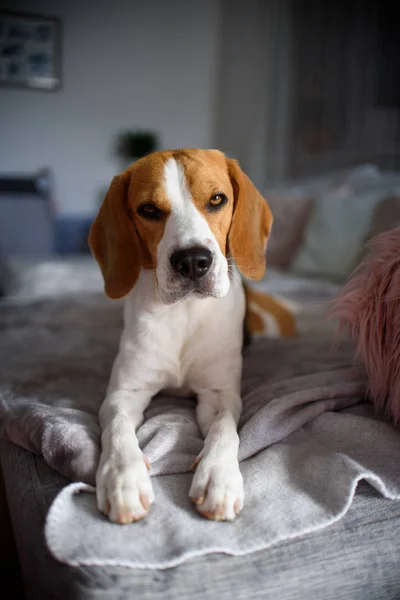 Perro beagle pura raza acostado en sofá sofá en la sala de estar —  Fotos de Stock