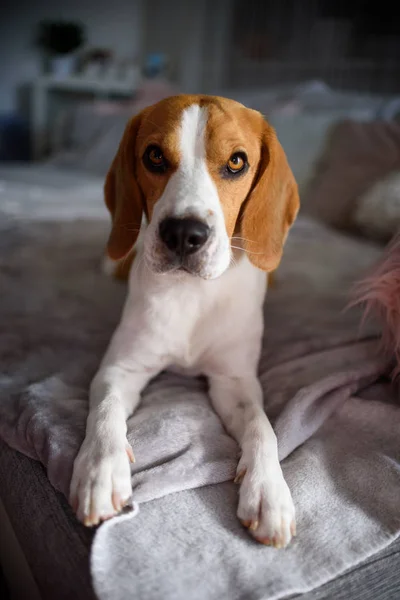 Cão beagle puro deitado no sofá sofá na sala de estar — Fotografia de Stock