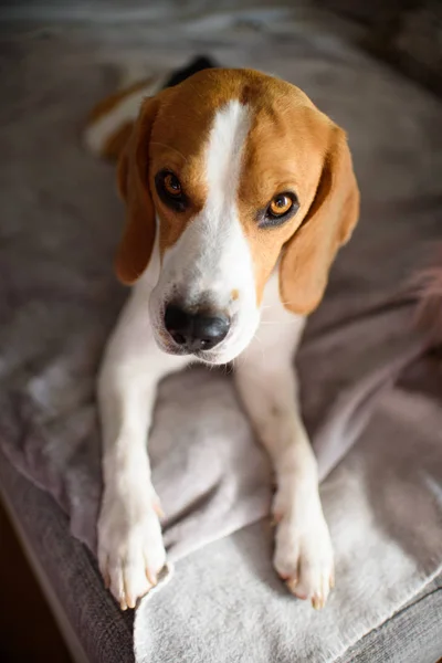 Purebred pies Beagle leżącego na kanapie kanapa w salonie — Zdjęcie stockowe