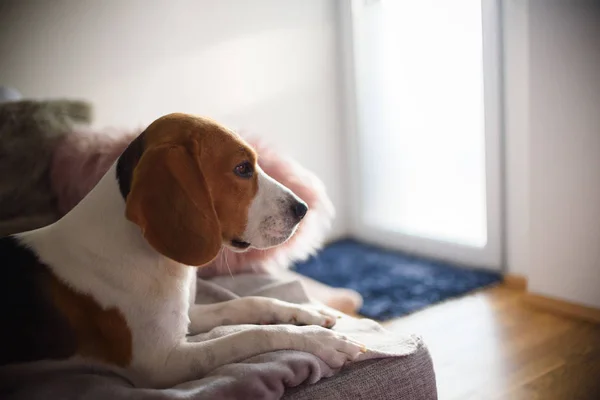 Cão beagle puro deitado no sofá sofá na sala de estar — Fotografia de Stock