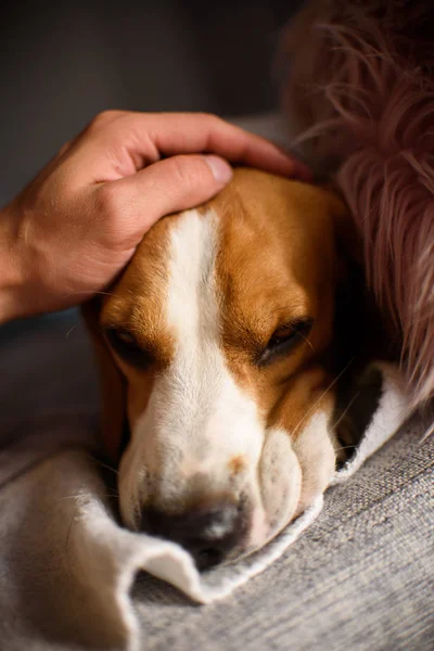 Reinrassiger Beagle-Hund liegt auf Couch-Sofa im Wohnzimmer — Stockfoto