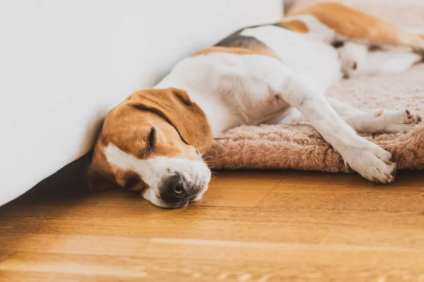 Hund schläft auf Sofa Beagle Hund in Haus drinnen — Stockfoto