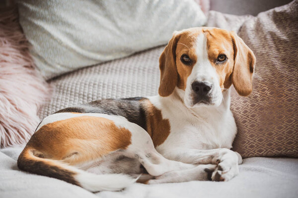 Dog sleeping on a sofa beagle dog in house indoors