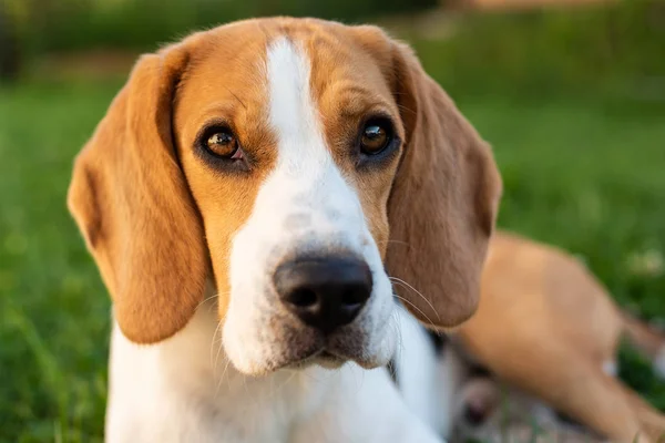 Pies rasy czystej Beagle leżącej na trawie w ogrodzie portret na zewnątrz — Zdjęcie stockowe
