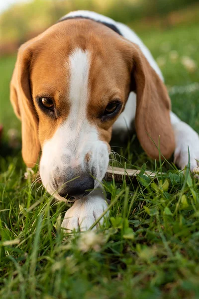 정원 야외 초상화에 잔디에 누워 순종 비글 개 — 스톡 사진