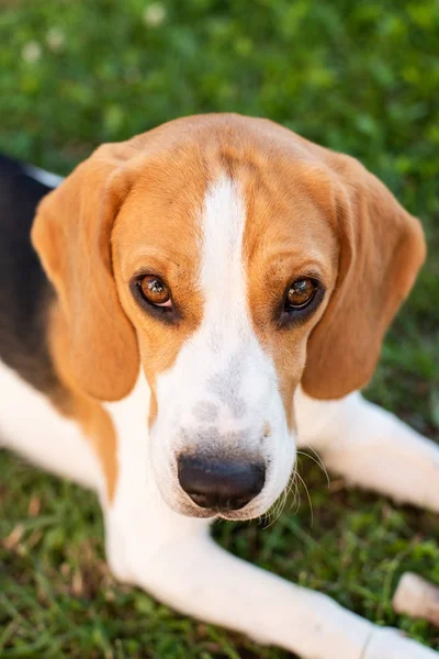 Perro beagle de pura raza acostado sobre hierba en jardín retrato al aire libre — Foto de Stock