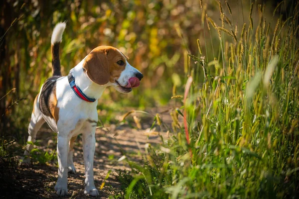 Perro se encuentra en la hierba alta en verano sol. Beagle mascota — Foto de Stock