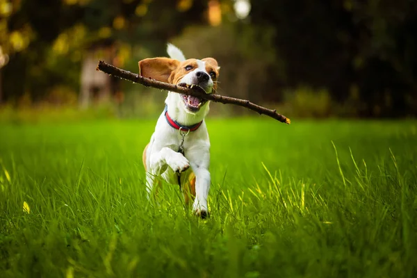 Beagle dog fun on meadow in summer outdoors run and jump with st — Stock Photo, Image