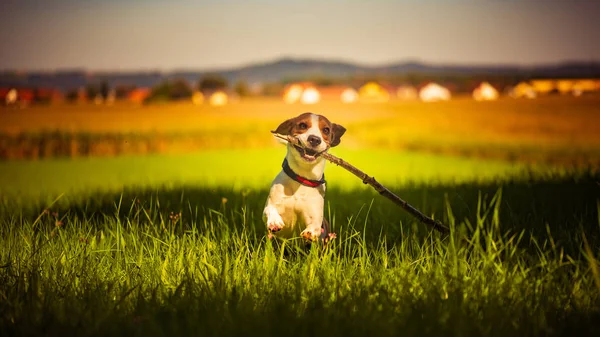Anjing bersenang-senang berjalan ke arah kamera dengan tongkat di mulut fetchi — Stok Foto