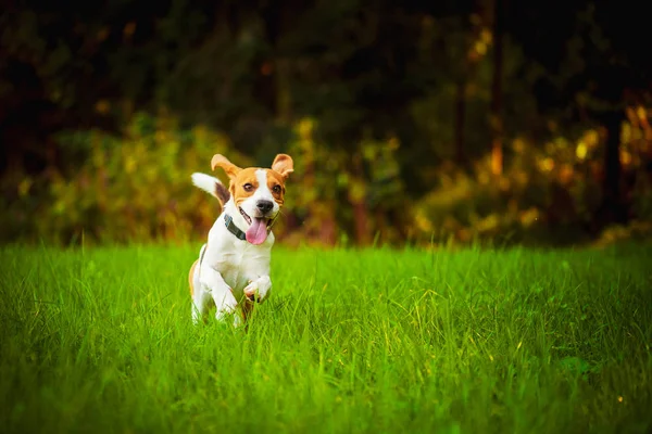 Dog Beagle se divierte corriendo hacia la cámara con la lengua fuera de remolque — Foto de Stock