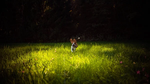 Hundebeagle hat Spaß, mit ausgestreckter Zunge in die Kamera zu rennen — Stockfoto