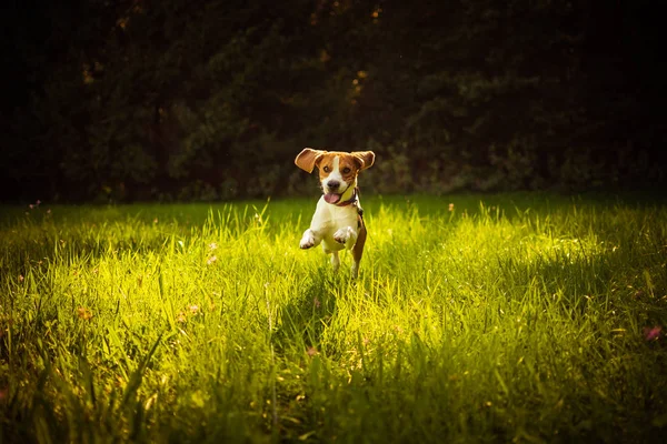 Beagle cane divertimento sul prato in estate all'aperto correre e saltare verso — Foto Stock