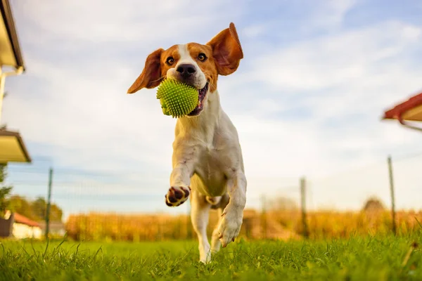 Beagle dog fun in garden outdoors run and jump with ball towards — Stock Photo, Image