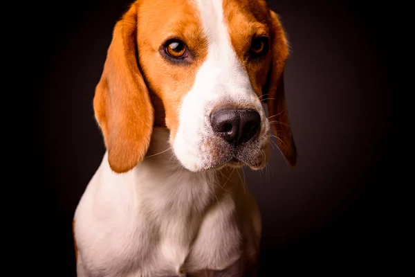 Portret psa beagle na czarnym tle, jak malarstwo — Zdjęcie stockowe