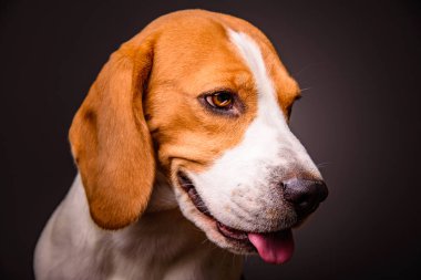 Siyah arka planda izole edilmiş bir stüdyoda Beagle Dog portresi.