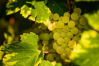 Sonbaharda üzüm bağında beyaz üzüm.