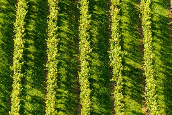 Cépages blancs dans un vignoble en automne . — Photo