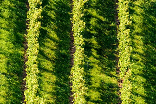 Cultivos de uva blanca en un viñedo durante el otoño . —  Fotos de Stock