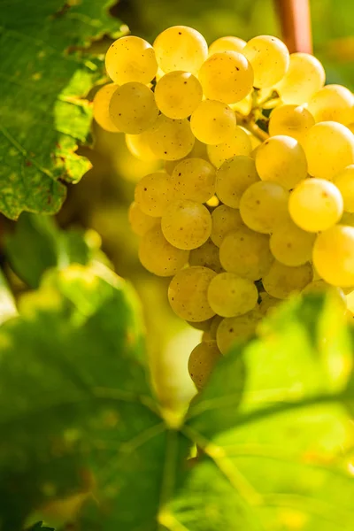 Fehér szőlő a szőlőben ősszel. — Stock Fotó