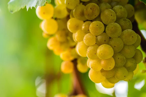 Raisin blanc dans un vignoble en automne . — Photo